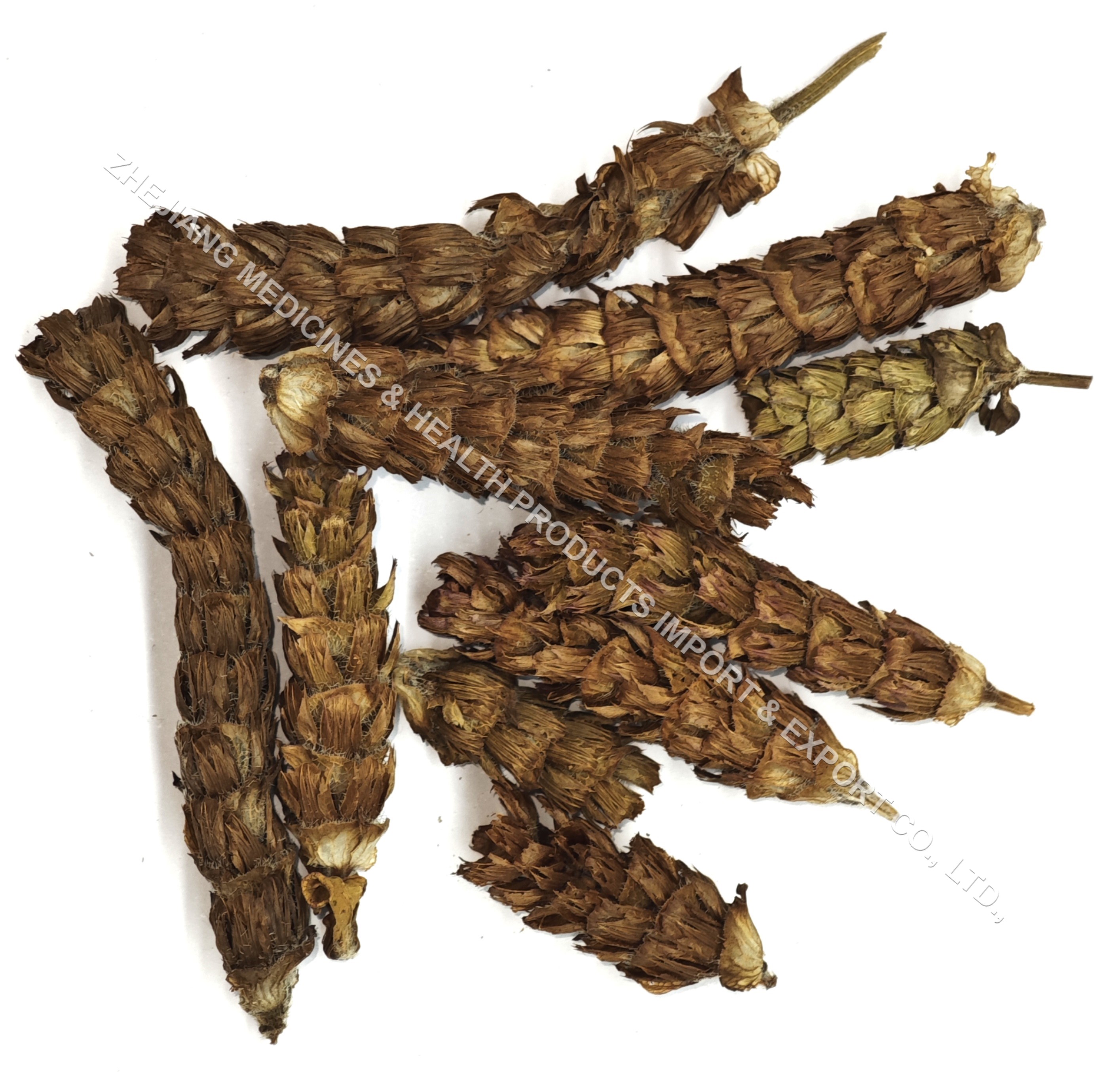 夏枯草-Common Selfheal Spike.jpg