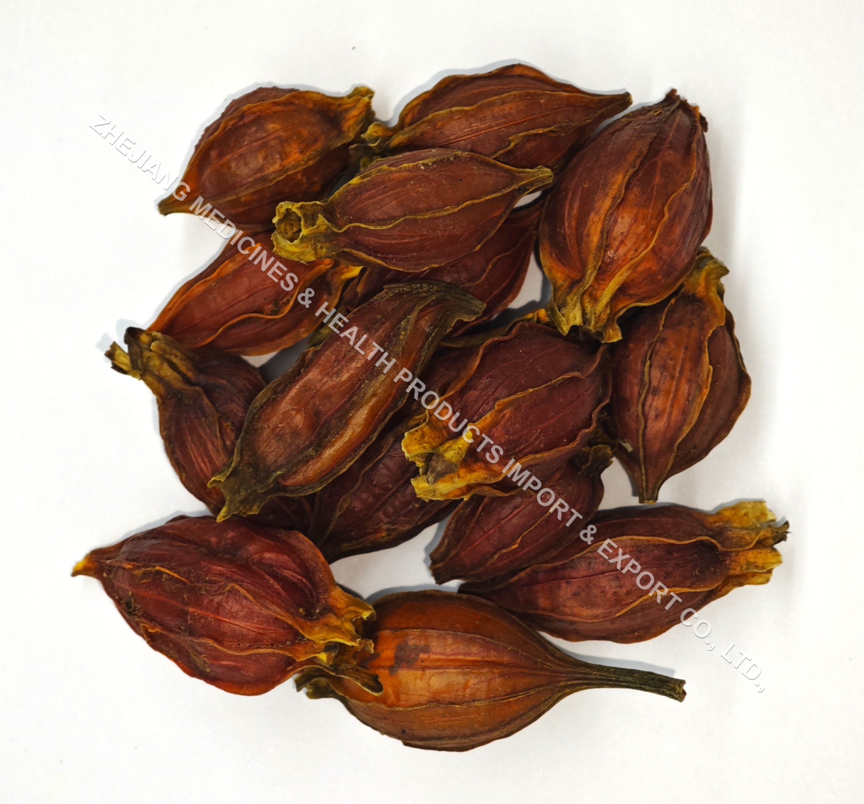 栀子-Common Gardenia Fruit.jpg