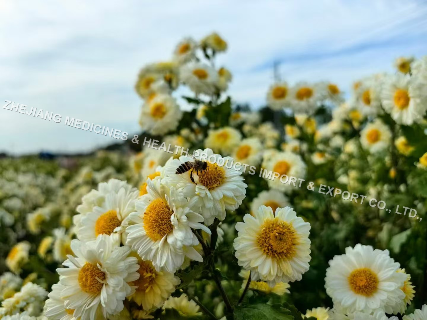 杭白菊